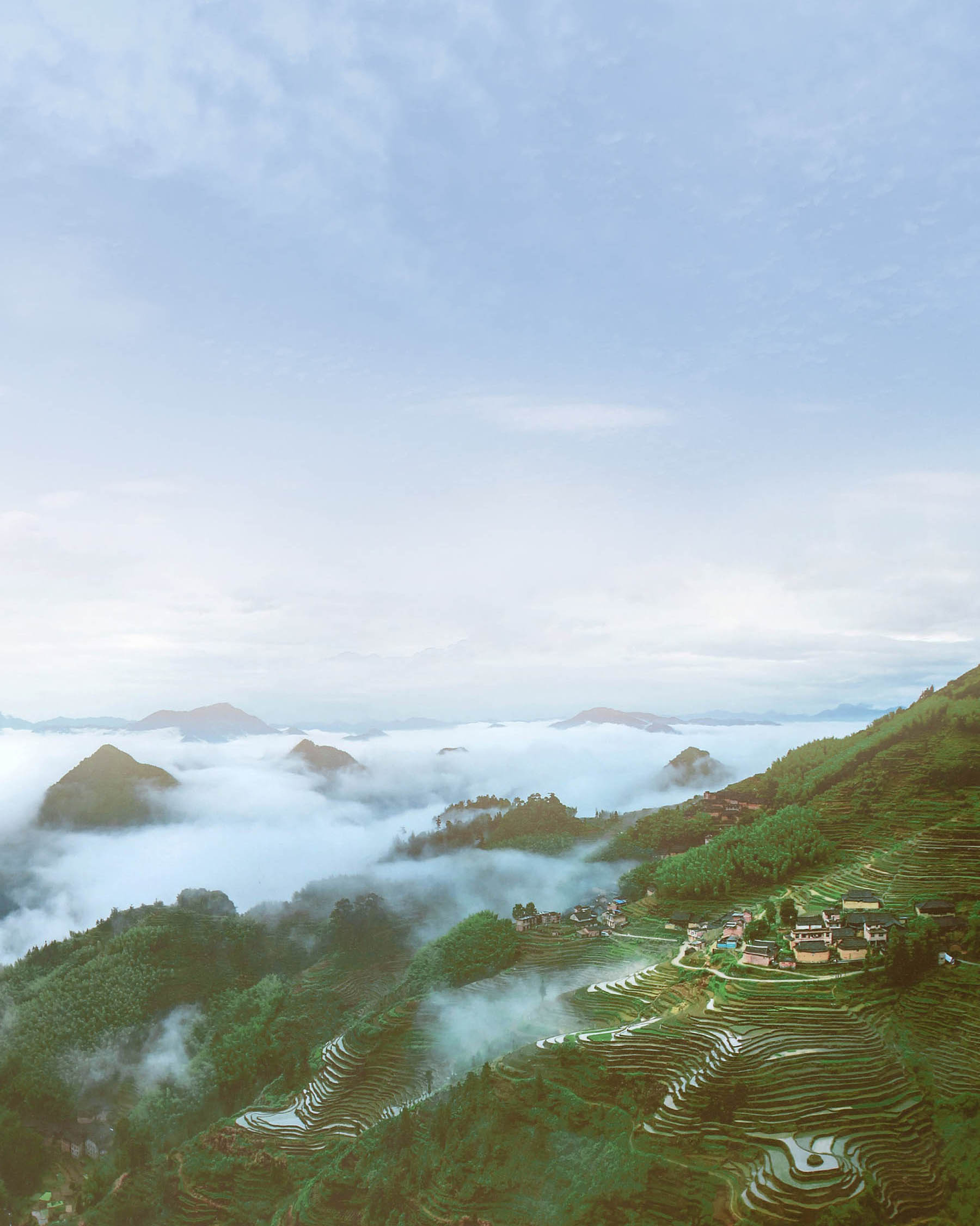 Red Guanyin Congou Black Tea