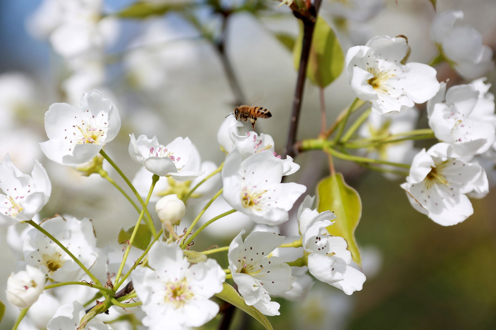 Dayazhai Hand-Carved Thousand-Flower Cup