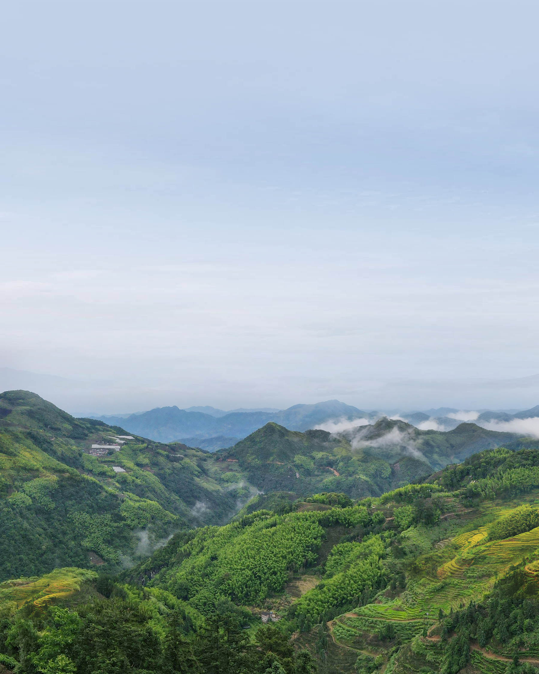 Red Mudan Tea Gongfu Black Tea
