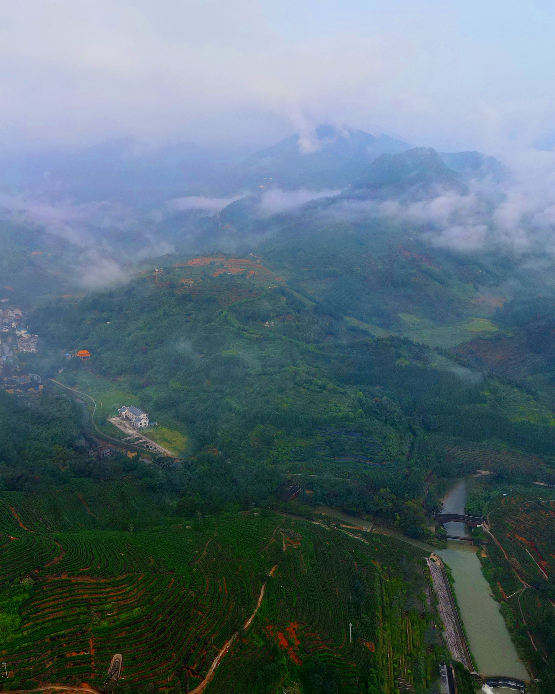 Red Guanyin Congou Black Tea