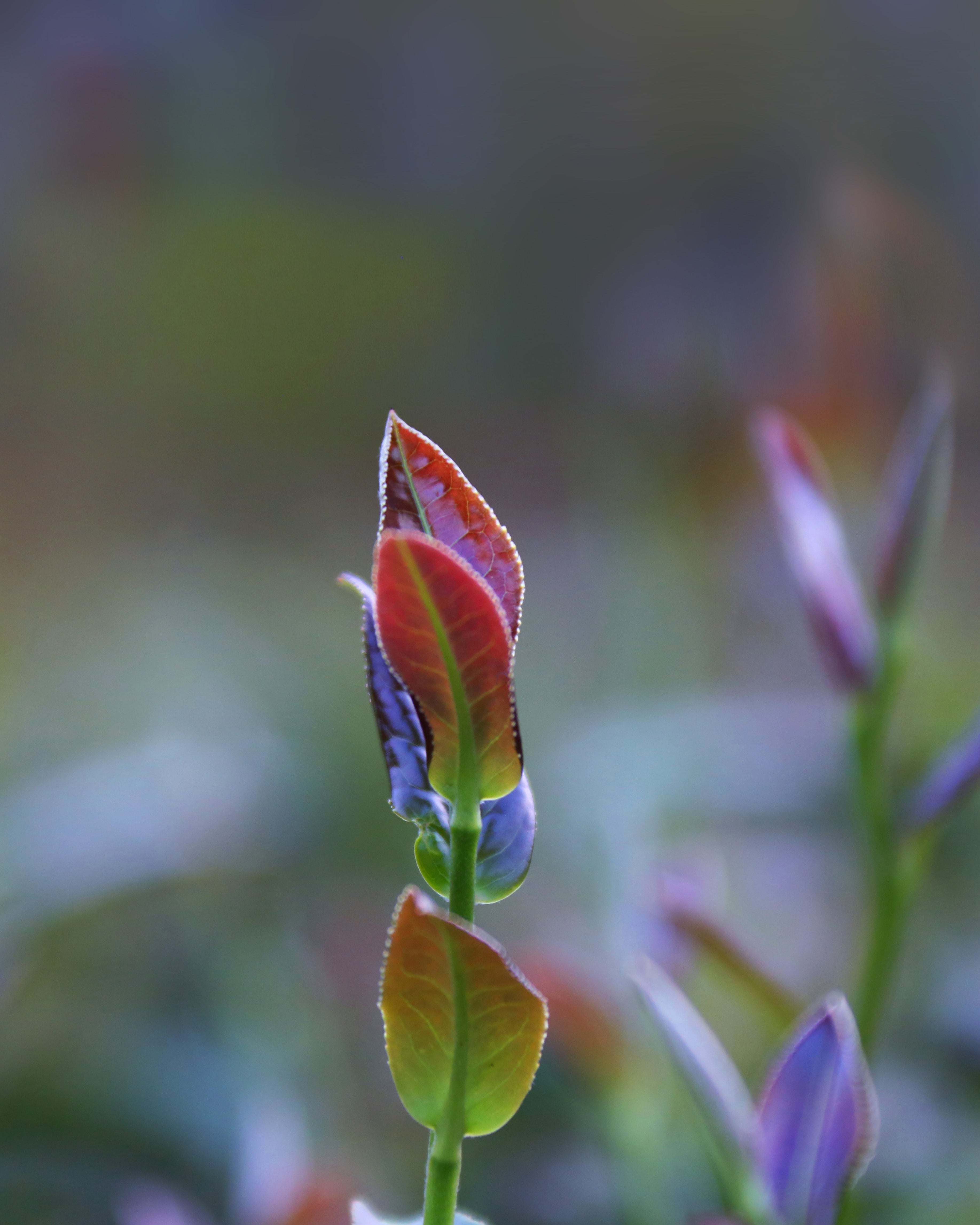 Age-Defying AromaPrimeTea