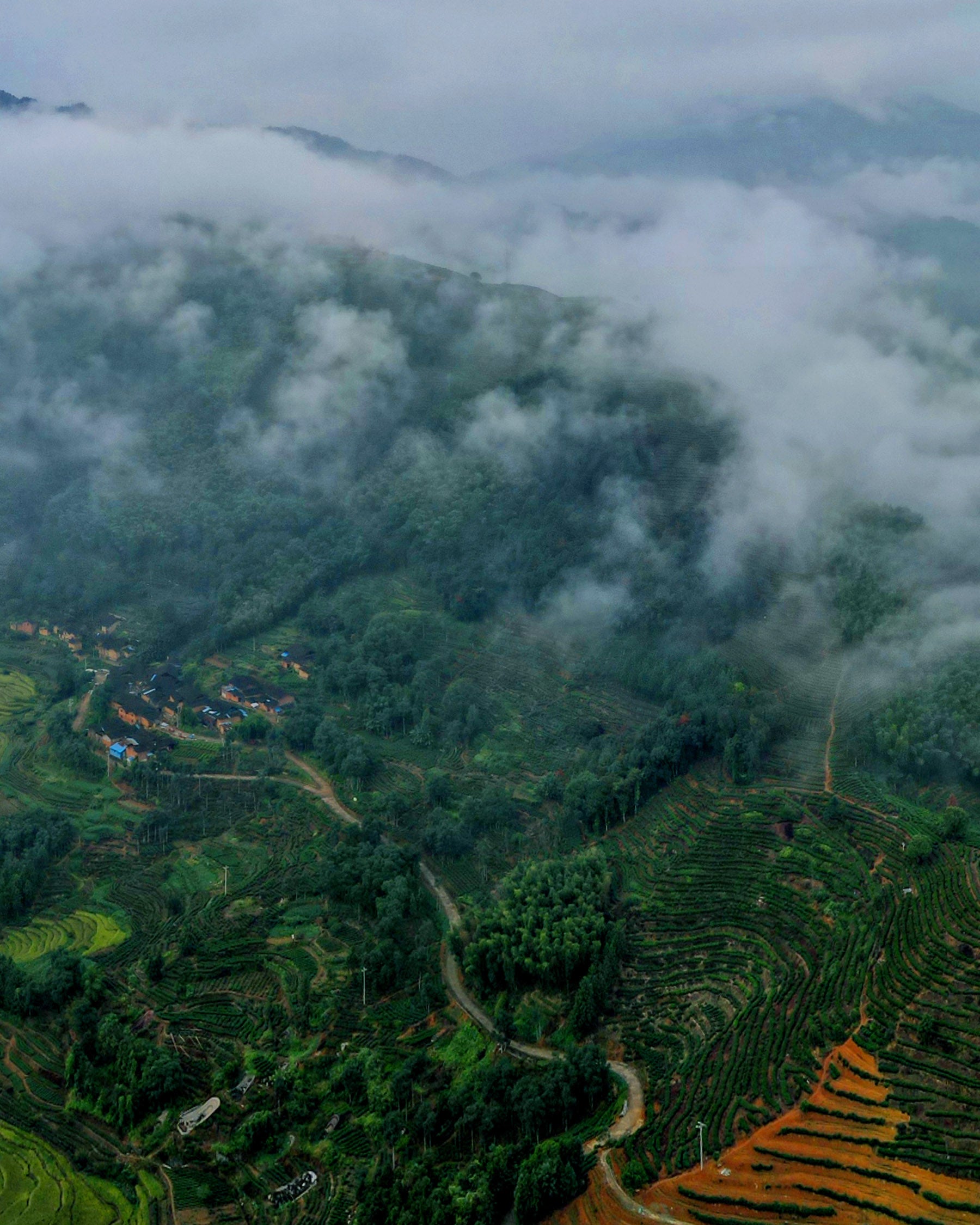 Red Mudan and Red Guanyin
