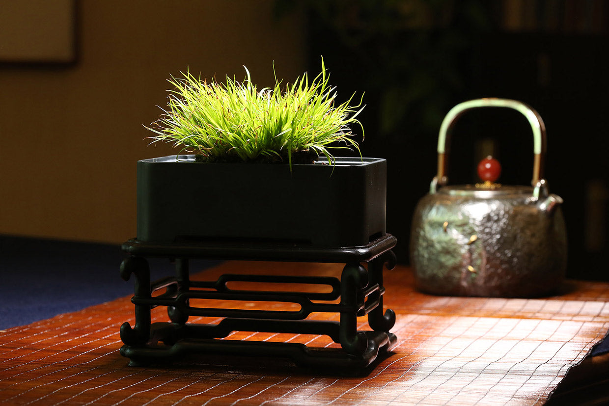 大雅堂砚石菖蒲盆